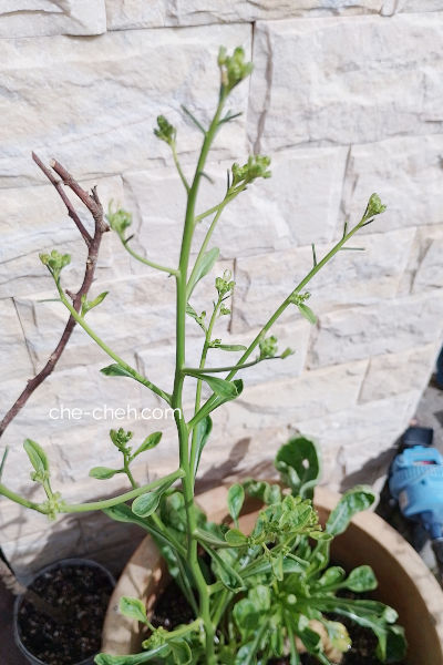 White Radish Plants Bolting - Flowers Are Blooming
